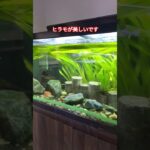 ９０cm水槽レイアウト全部お任せしました#水槽 #アクアリウム #水槽台 #日本淡水魚 #釣り #タナゴ #shorts