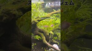 fishtank-aquarium-