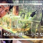 【#アクアリウムのある暮らし 】普通の石と枝を使った水槽にまさかの天変地異　@naturariumtimes