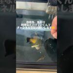 #アクアリウム #熱帯魚初心者 #バス釣り #オスカー #魚釣り #釣り