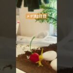 【メダカ◎活動】ぬこさんが楽しめる様、家庭内アクアリウム⭐︎