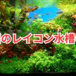 来年の世界水草レイアウトコンテストの構想をお話します！