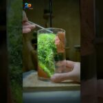苔テラリウムの作り方｜ミニアクアリウムと植物レイアウトで癒しの空間を作る