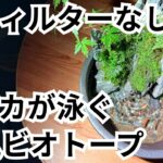 【メダカの小型ビオトープ】苔と石を使った”和風メダカレイアウト”
