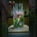 苔テラリウムと小さな植物景観作り｜癒しのミニチュア水槽レイアウト