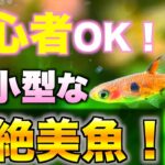 【赤系美魚】小さな水槽でも飼える！初心者向きな超小型で赤くなる熱帯魚をご紹介！