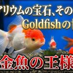 【アクアリウム】優雅に泳ぐ金魚の王様！オランダシシガシラの世界