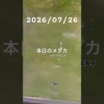 #癒し #めだか #めだかのいる生活 #アクアリウム #アクアリウム初心者 #針子