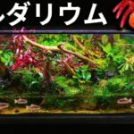 ヴァンパイアクラブの巨大な楽園を作ってみた | ミニアクアリウム物語