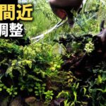 新しいハサミで最終トリミング！　陰性水草レイアウト　＃アクアリウム