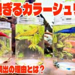 【アクアリウム】今人気急上昇中！可愛くて飼いやすいおすすめのエビ（初心者でも大丈夫）