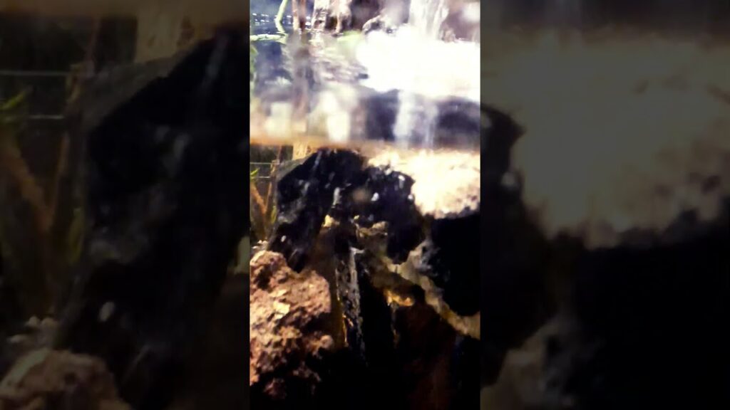 waterfall-shorts-aquarium-fish