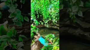 weekend-aquarium-waterfall