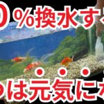 本当は教えたくない「大量換水」の凄さ。1/3水換えを今すぐやめるべき理由
