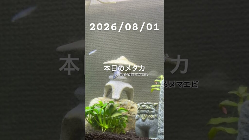 20260801-