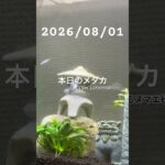 2026/08/01 #癒し #めだか #めだかのいる生活 #アクアリウム #アクアリウム初心者 #ヌマエビ