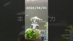 20260801-