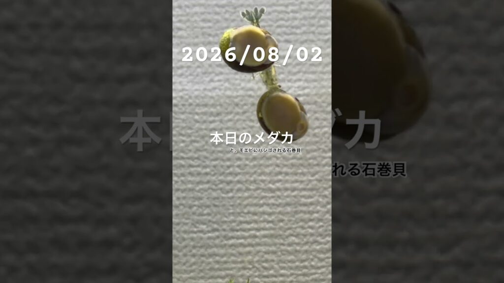 20260802-