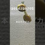 2026/08/02 #癒し #めだか #めだかのいる生活 #アクアリウム #アクアリウム初心者 #モエビ