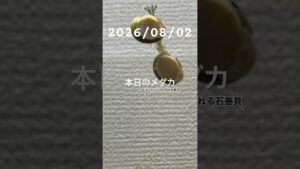 20260802-