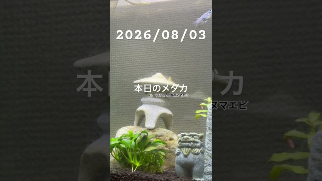 20260803-