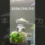 2026/08/03 #癒し #めだか #めだかのいる生活  #アクアリウム #アクアリウム初心者 #ヌマエビ