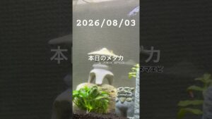 20260803-