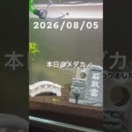 2026/08/05 #癒し #めだか #めだかのいる生活 #アクアリウム #アクアリウム初心者