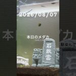 2026/08/07 #癒し #めだか #めだかのいる生活 #アクアリウム #アクアリウム初心者