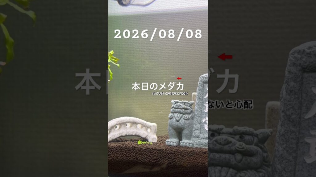 20260808-