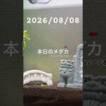 2026/08/08 #癒し #めだか #めだかのいる生活 #アクアリウム #アクアリウム初心者 #針子
