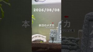 20260808-