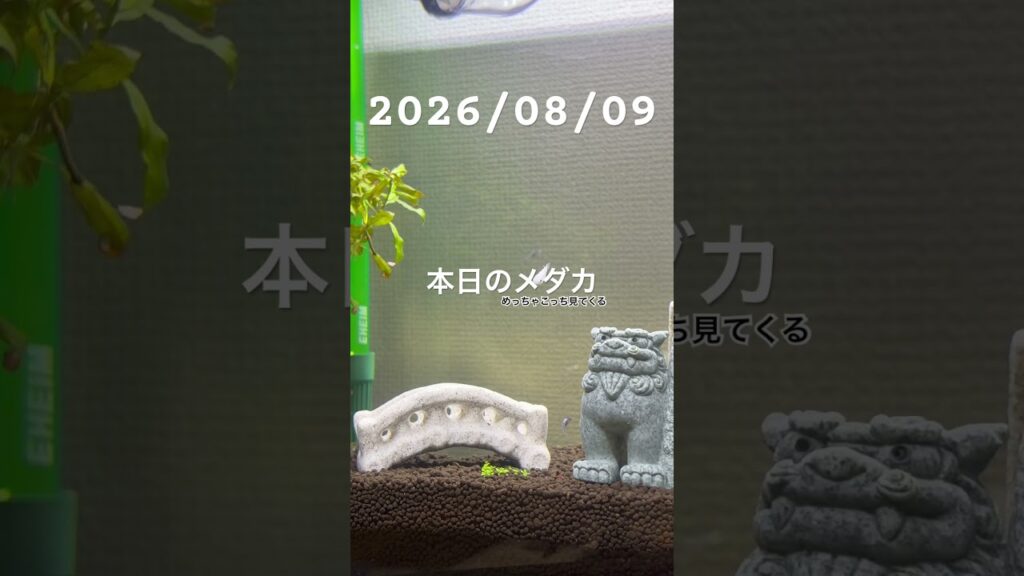 20260809-