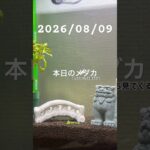 2026/08/09 #めだか #癒し #めだかのいる生活 #アクアリウム #アクアリウム初心者