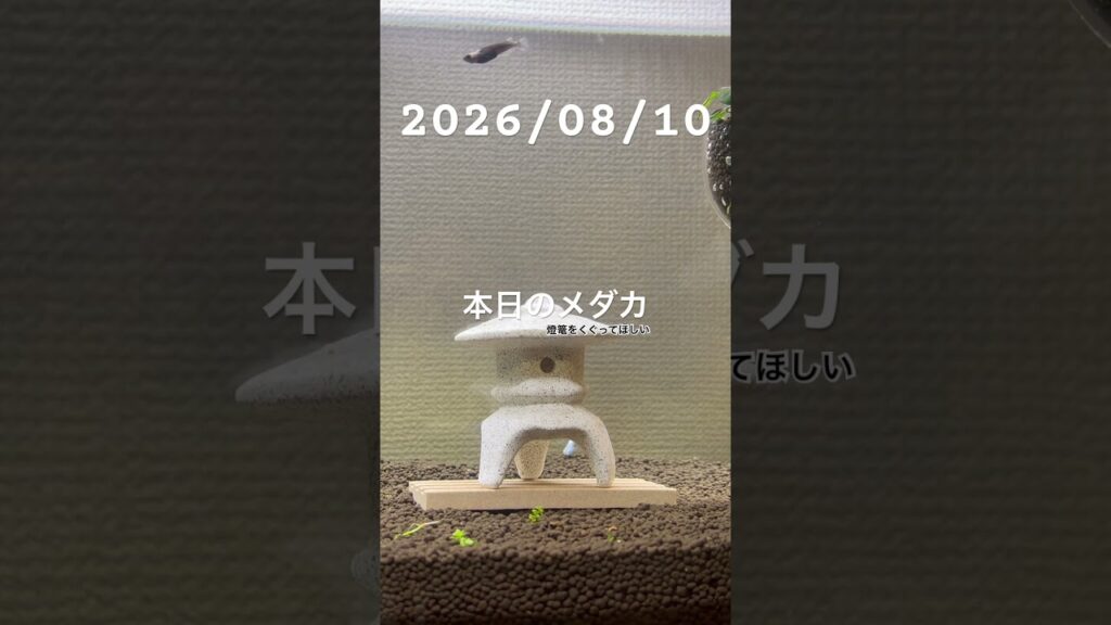 20260810-