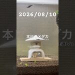 2026/08/10 #癒し #めだか #めだかのいる生活 #アクアリウム #アクアリウム初心者