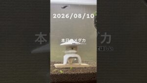 20260810-