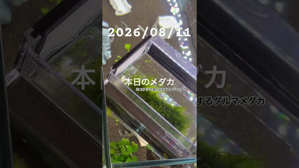 20260811-