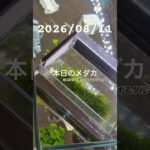 2026/08/11 #めだか #癒し #めだかのいる生活 #アクアリウム #アクアリウム初心者 #ダルマメダカ #針子