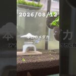 2026/08/12 #めだか #癒し #めだかのいる生活 #アクアリウム #アクアリウム初心者