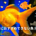 水槽を破壊する初心者向け最悪の魚トップ5