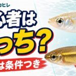 メダカとアカヒレ、初心者はどっち？違い・混泳を60秒比較