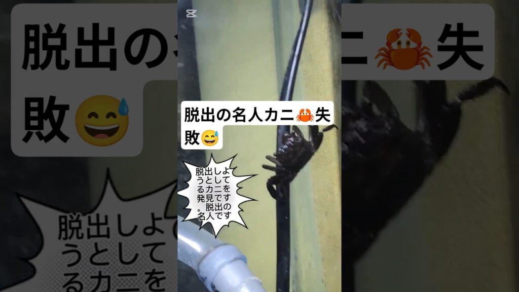 60cm-aquarium-