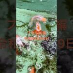 初心者金魚飼育 プラ舟80編 令和8年8月9日 朝の様子