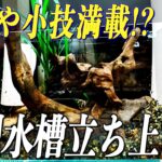 【レイアウト】小型水槽を立ち上げ！レイアウトのコツから豆知識も！ADAがまた増える、、、