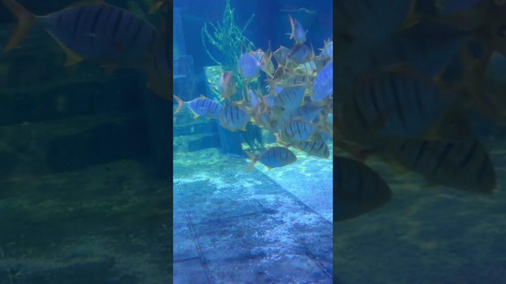 Peaceful-Underwater-World-fish-waterfall