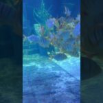 Peaceful Underwater World 🐟 | माछाहरूको सुन्दर संसार ✨ #fish ❤️#waterfall