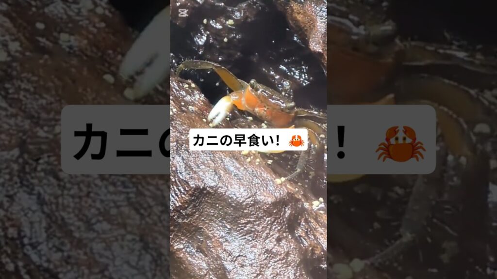 aquarium-