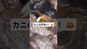 aquarium-