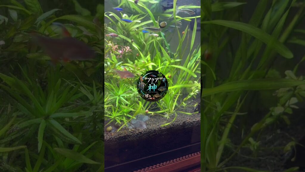 aquarium-1-1